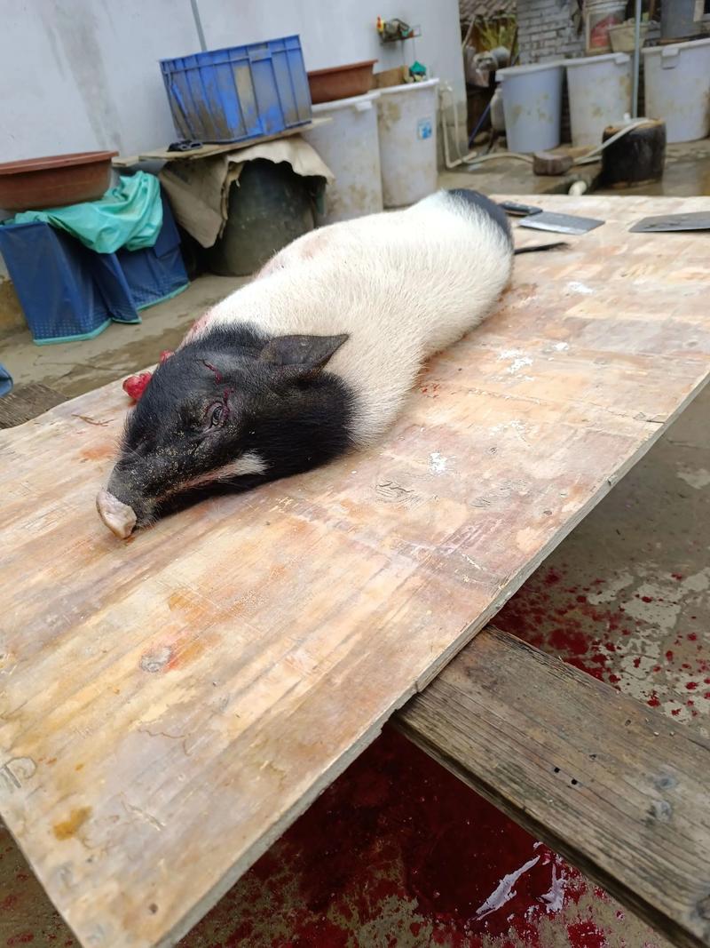 2025巴马香猪价格-图3 2025巴马香猪价格-图3