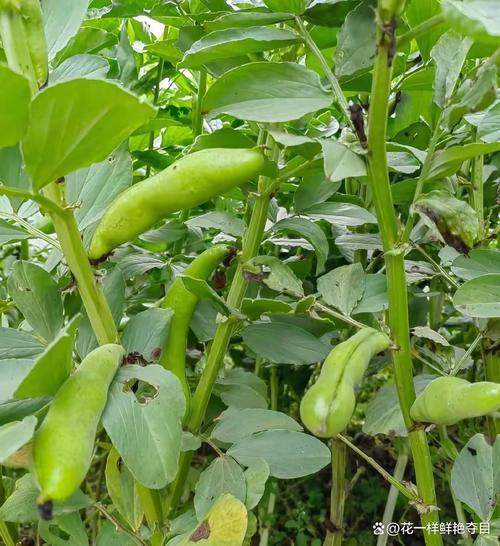 蚕豆打顶整枝怎么做才高产?-图2 蚕豆打顶整枝怎么做才高产?-图2