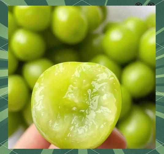 有哪些常见绿色葡萄品种？-图1