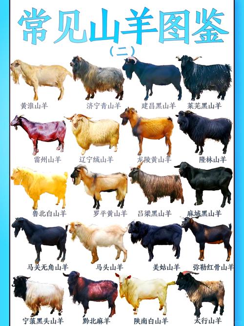 rou羊品种有哪些？图片怎么找？-图2
