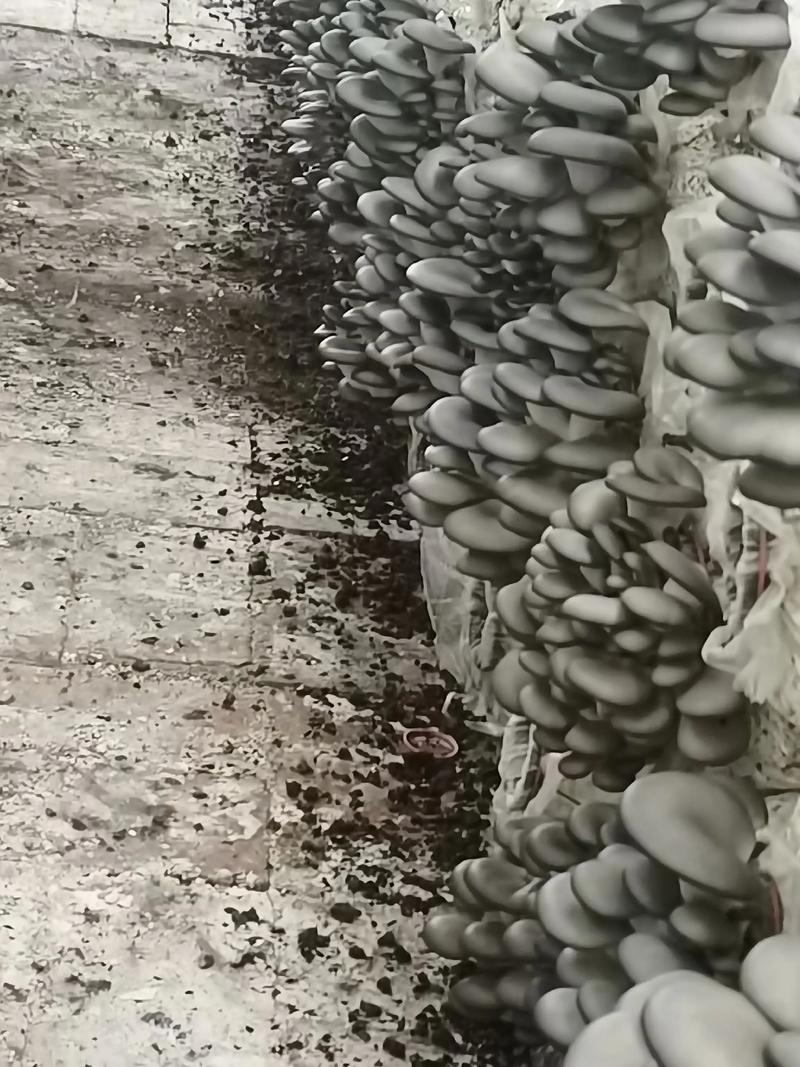 平菇价格2025预测-图1 平菇价格2025预测-图1