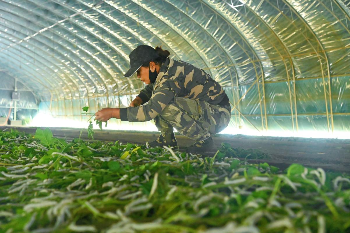 最新养蚕技术视频有哪些实用技巧？-图1