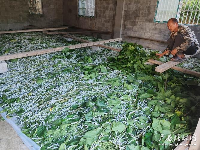 最新养蚕技术视频有哪些实用技巧？-图2