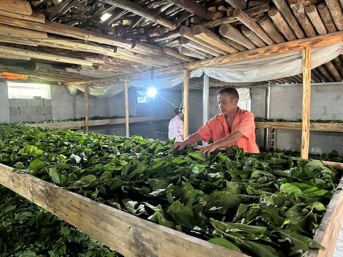 最新养蚕技术视频有哪些实用技巧？-图3