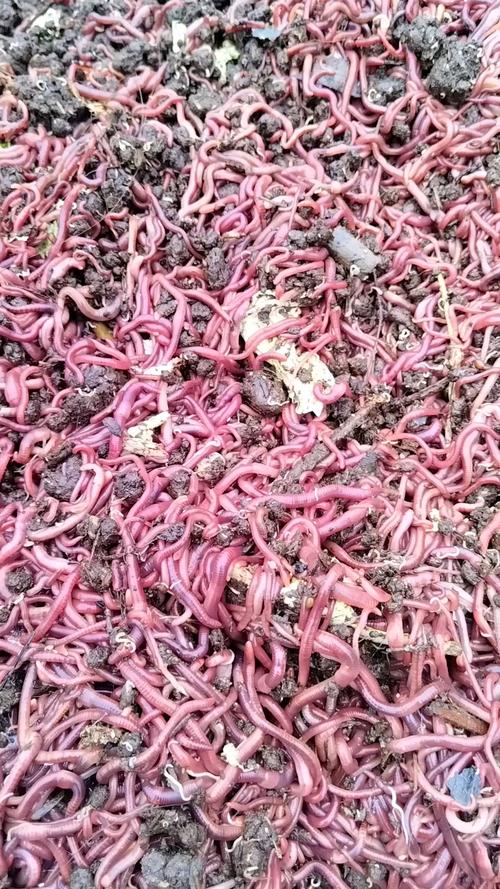 蚯蚓家庭养殖如何高效管理规模？-图2