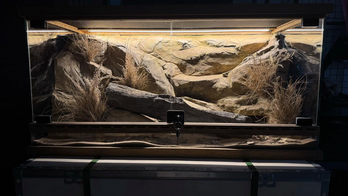 蜥蜴养殖场地视频技术要点有哪些？-图1