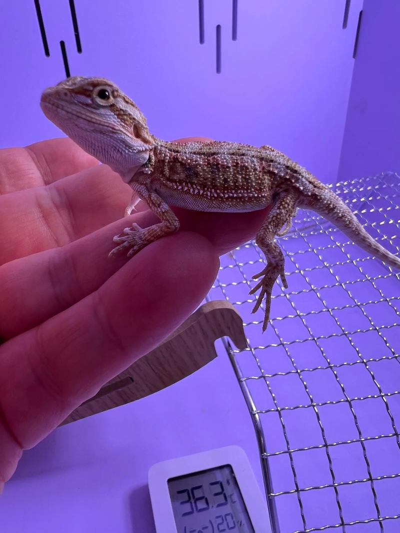 蜥蜴养殖场地视频技术要点有哪些？-图2