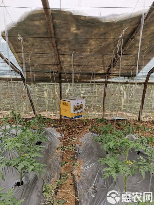 广西大棚养殖马蜂技术难点有哪些?-图1 广西大棚养殖马蜂技术难点有哪些?-图1