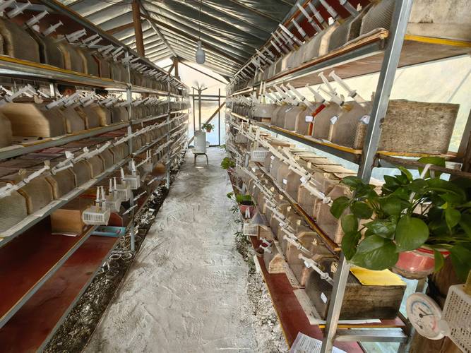 广西大棚养殖马蜂技术难点有哪些?-图2 广西大棚养殖马蜂技术难点有哪些?-图2