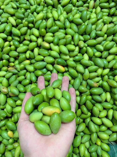 橄榄果有哪些常见品种？-图2