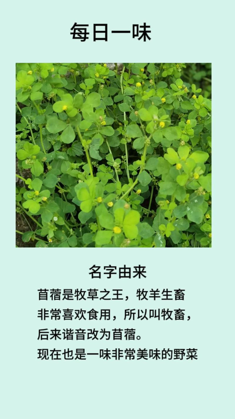 美国苜蓿种子有哪些优质品种？-图2