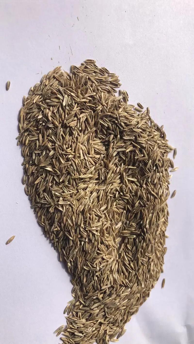 美国苜蓿种子有哪些优质品种？-图3