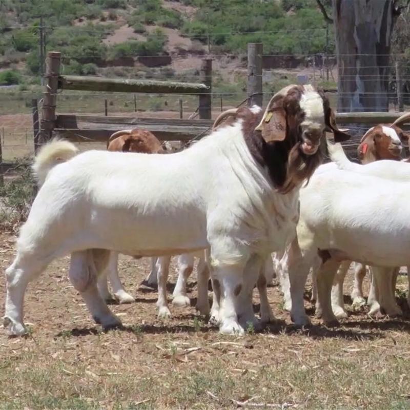波尔山羊怎么判断品种-图1