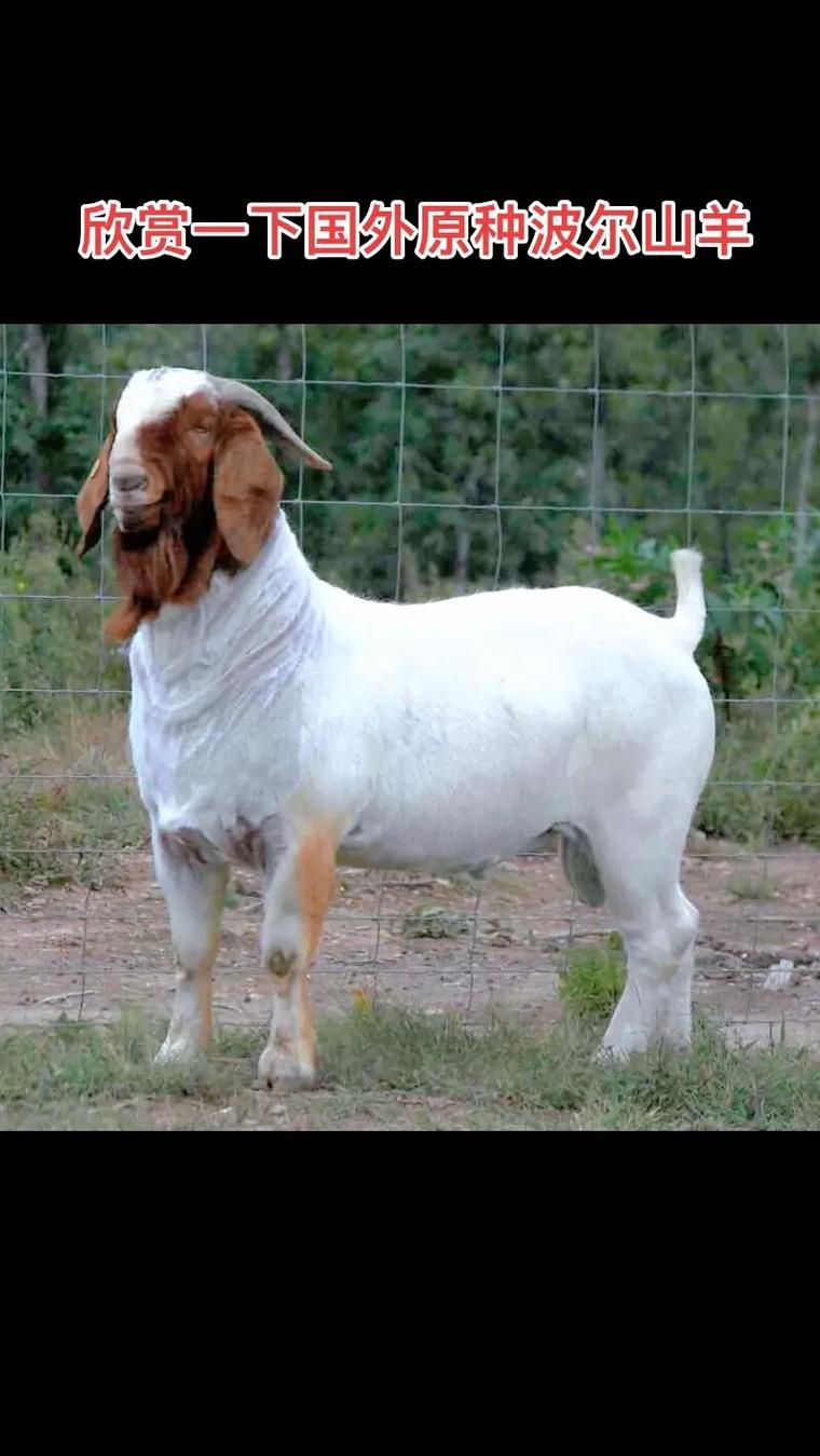 波尔山羊怎么判断品种-图2