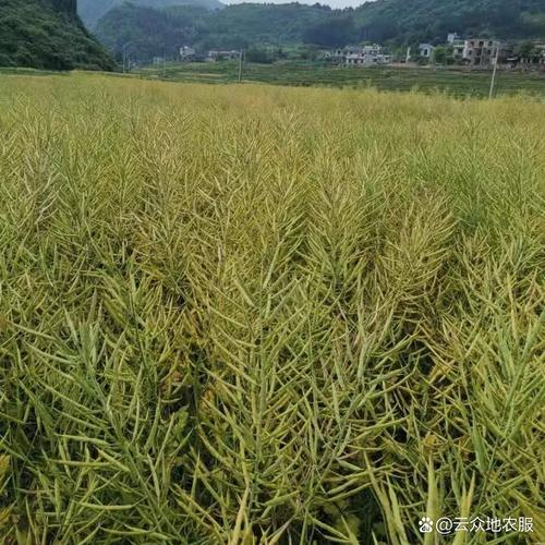 河北适合种哪些油菜品种？-图2