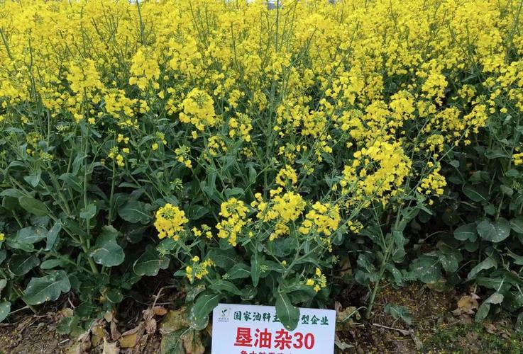 河北适合种哪些油菜品种？-图3