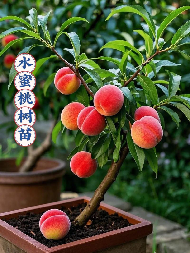 桃树品种怎么选？-图1