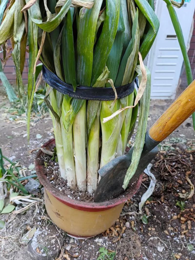 冬季大葱怎么种？技术要点有哪些？-图1