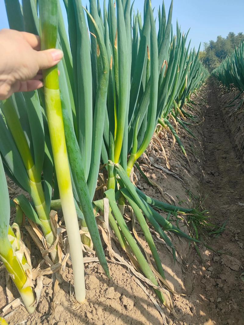 冬季大葱怎么种？技术要点有哪些？-图3
