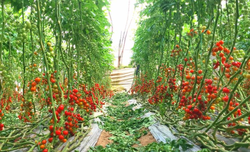 番茄种植技术视频完整版在哪里看？-图2