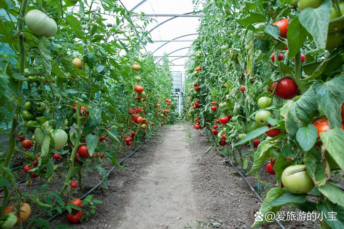 番茄种植技术视频完整版在哪里看？-图3