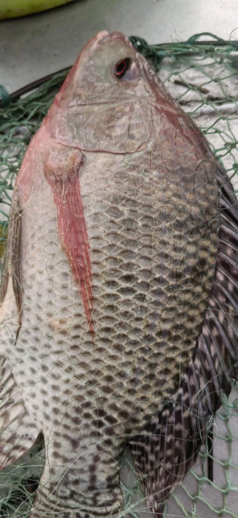 罗非鱼最后品种指什么?现存还是灭绝?-图1 罗非鱼最后品种指什么?现存还是灭绝?-图1