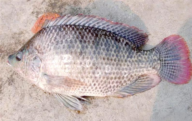 罗非鱼最后品种指什么?现存还是灭绝?-图3 罗非鱼最后品种指什么?现存还是灭绝?-图3