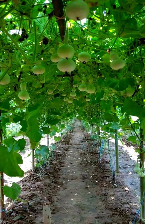 冬季葫芦怎么种？技术要点有哪些？-图1