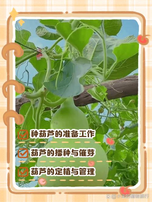 冬季葫芦怎么种？技术要点有哪些？-图3