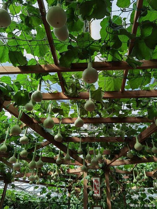 冬季葫芦怎么种？技术要点有哪些？-图2