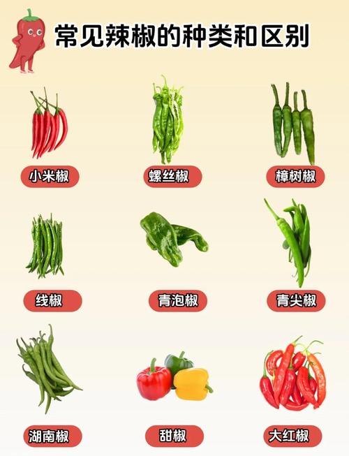 所有辣椒品种图片大全，有哪些常见品种？-图1