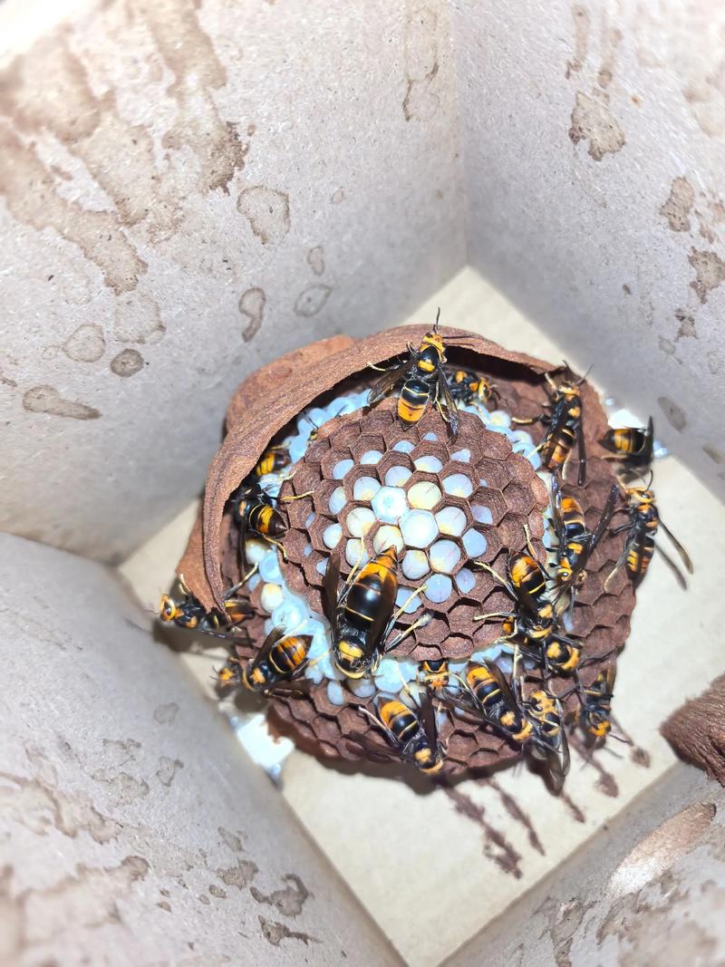 2025蜂群价格会涨还是跌？-图1