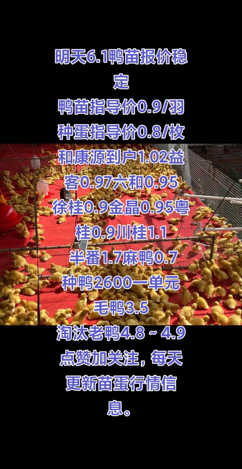 2025鸭苗价格走势如何？-图3