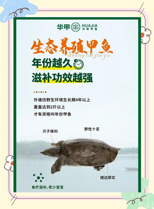 天然甲鱼怎么养才高效？-图2