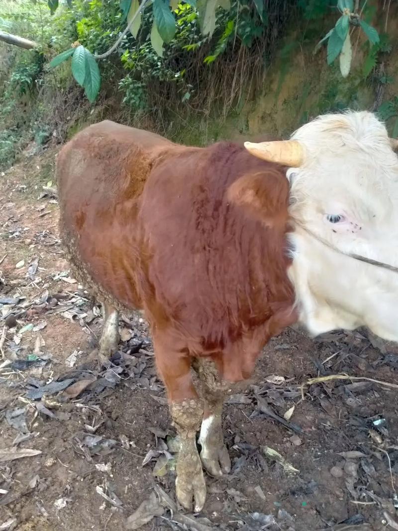 贵州养牛选什么品种最合适？-图1