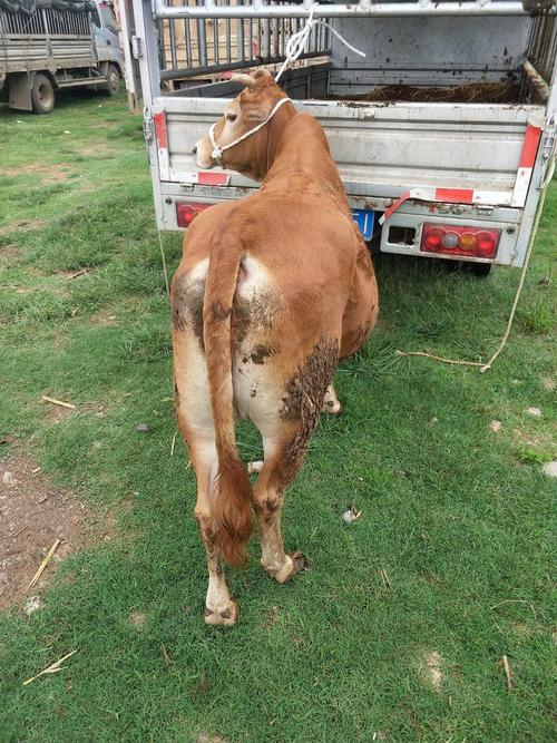 贵州养牛选什么品种最合适？-图3