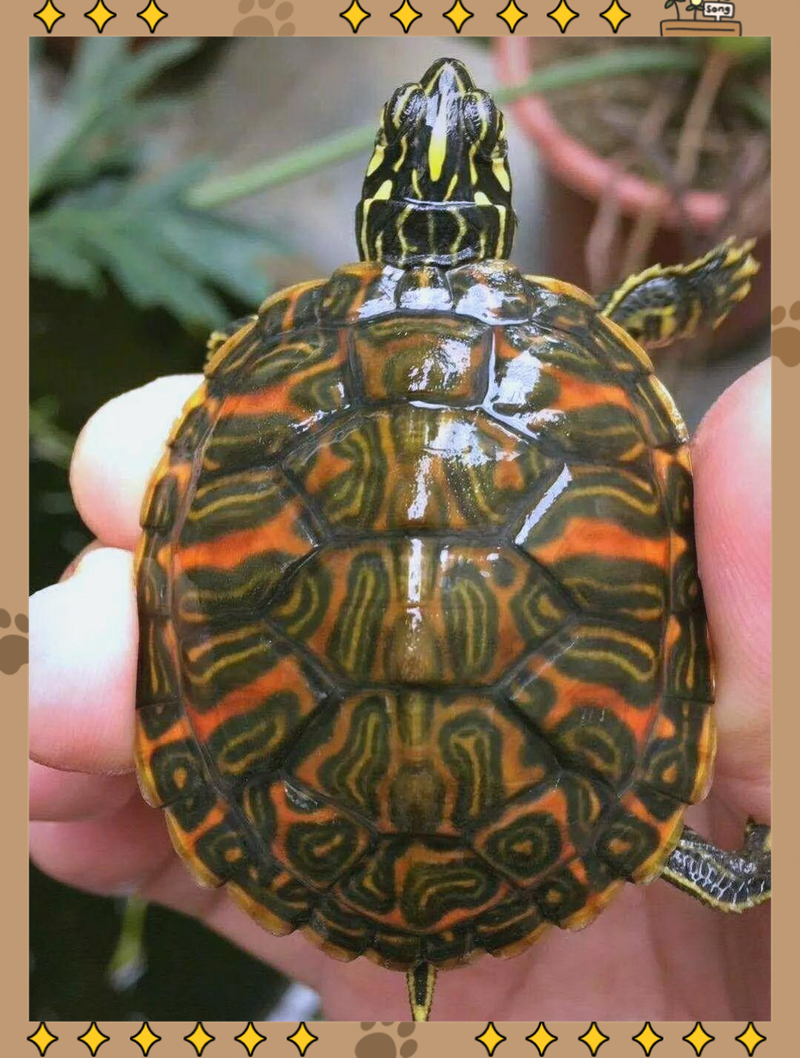 2025年东莞龟价会涨还是跌？-图3