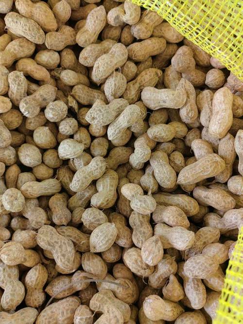 今日河南商丘花生价格多少钱一斤？-图1