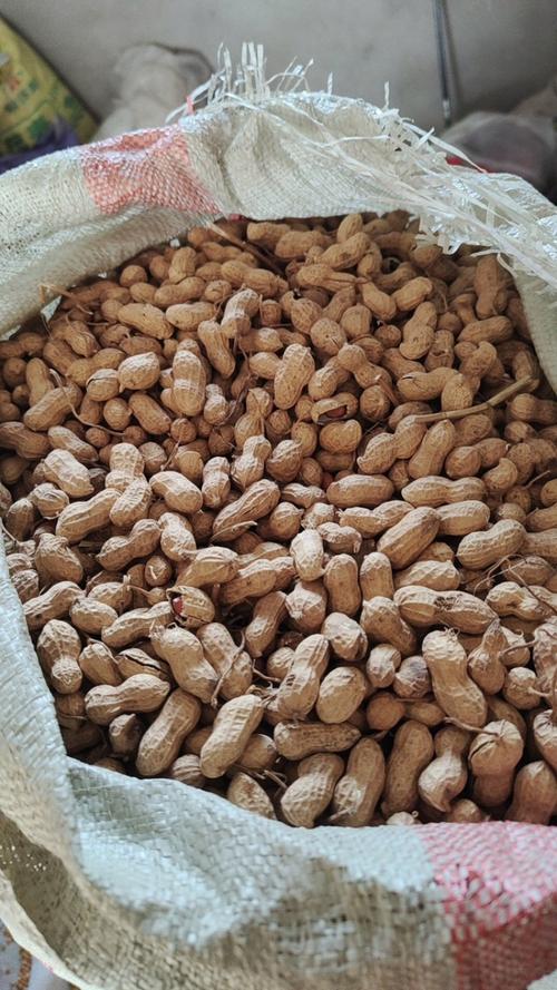 今日河南商丘花生价格多少钱一斤？-图2