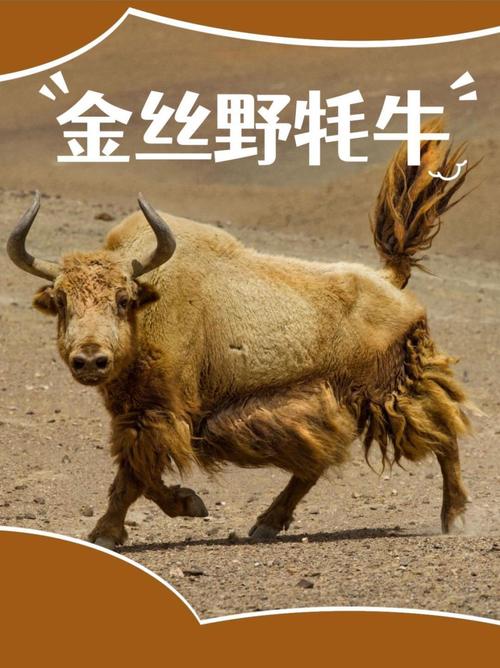 国内最贵牦牛品种是哪个？-图1