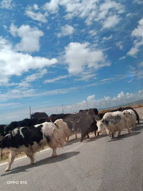 国内最贵牦牛品种是哪个？-图2