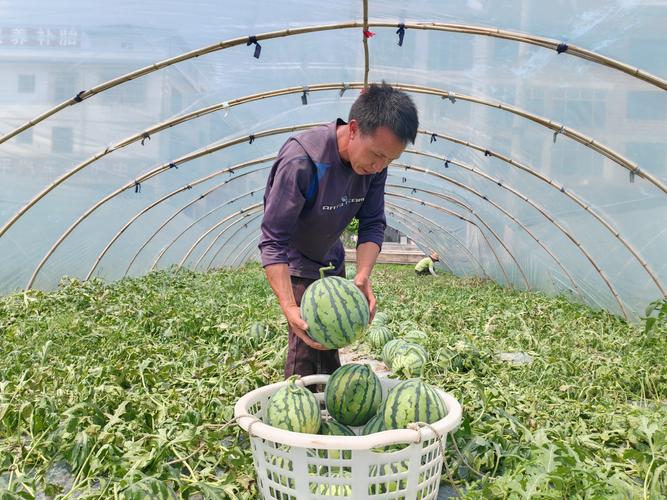 西瓜视频养殖技术靠谱吗?-图2 西瓜视频养殖技术靠谱吗?-图2