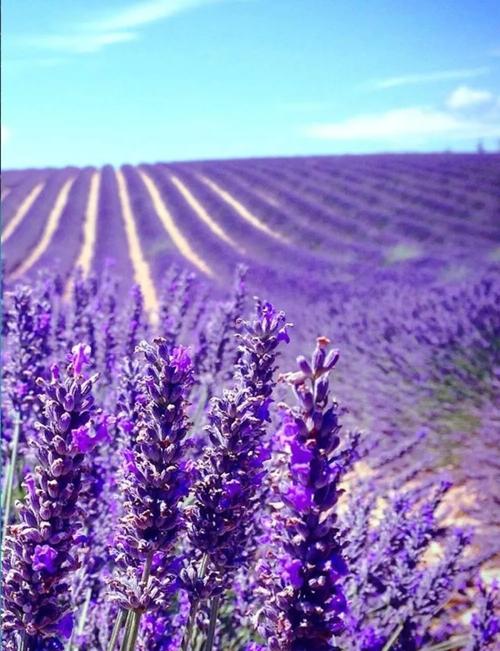 哪些薰衣草品种最适合观赏？-图1