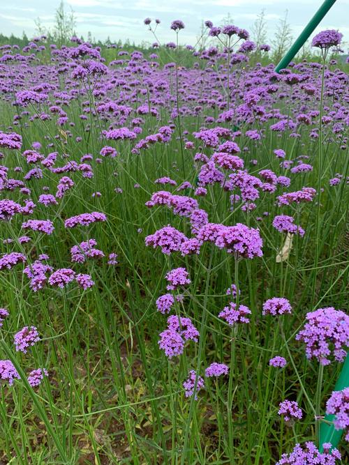 哪些薰衣草品种最适合观赏？-图2