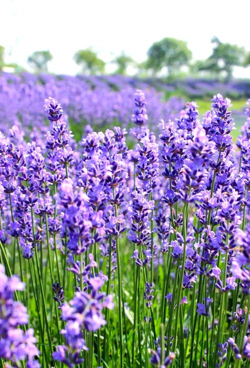 哪些薰衣草品种最适合观赏？-图3