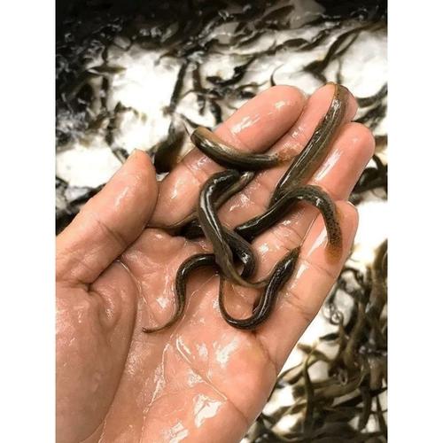 优质台湾泥鳅养殖技术有哪些关键要点?-图1 优质台湾泥鳅养殖技术有哪些关键要点?-图1