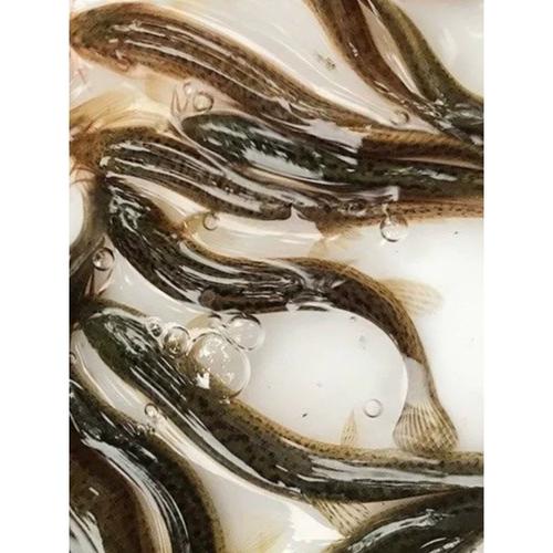 优质台湾泥鳅养殖技术有哪些关键要点?-图2 优质台湾泥鳅养殖技术有哪些关键要点?-图2