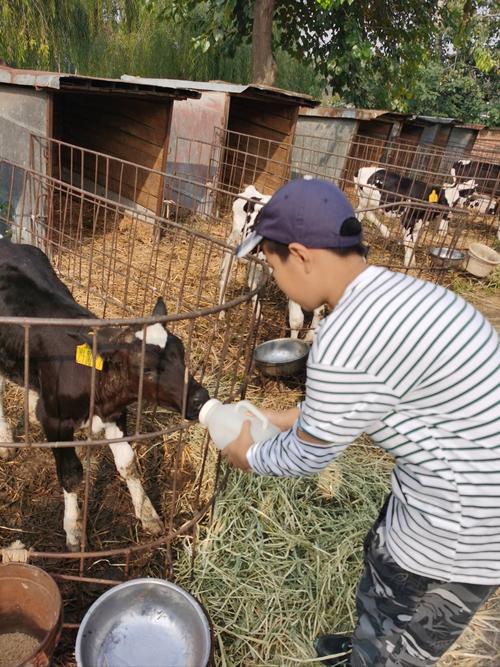 夏季养牛技术视频全集，关键要点有哪些？-图2