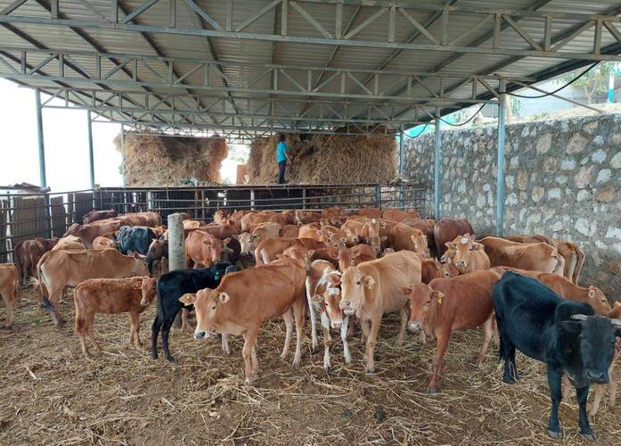 夏季养牛技术视频全集，关键要点有哪些？-图3