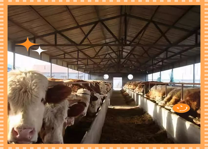 夏季肉牛饲料喂养技术要点有哪些?-图1 夏季肉牛饲料喂养技术要点有哪些?-图1